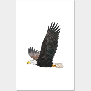 American Bald Eagle Detailed Drawing Posters and Art